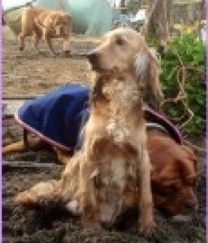 SAMPAuk_'s tweet photo. @rejannealb @rosiedoc666 @SheridanAlcock @TeaboyTeddy @Lorrain90964806 @Kazzy525 @RachaelB100 @thedogfinder @veryluckypugs @gelert01 @AlanDaffern @MissingPetsGB @pettheftaware @DoglostUK @lisaphipps15 @DogTAGMids @tagthedogteam @HunnyJax @sar_dogs @psychicpenny MILLIE, Female Cocker Spaniel still missing #Ridley #Culverstone #Meopham and Ashgreen #Kent, TN15 23rd January 2017

Could of been picked up by a walker thinking she was lost.
CONTACT: 07595292882

Doglost link https://t.co/DO2V4hUasM

Pls sign #PetTheftReform 
#FernsLaw https://t.co/djms0jgYNg