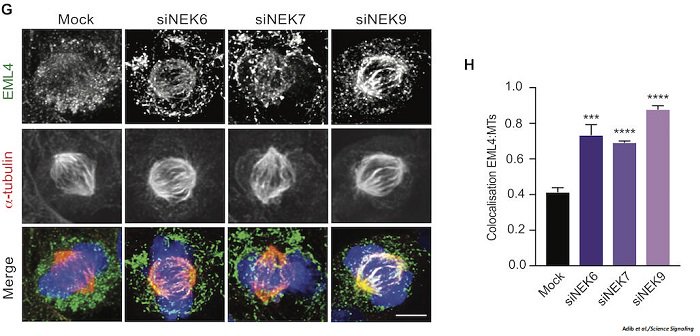 scisignal's tweet photo. Research from the @FryLab shows how NEK kinases enable proper chromosome alignment during metaphase. @uniofleicester https://t.co/FUaT4DBnpN https://t.co/wc1VCQMBLp