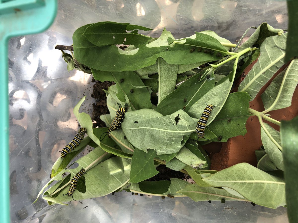 MsRutherford8's tweet photo. 1st unit of Living Environment: Characteristics of Life. Ss watch as their caterpillars turn into chrysalises and engage in argumentation about how a chrysalis is alive even if it’s not moving/eating/pooping/etc. And of course, a ceremonial butterfly release once they hatch! https://t.co/nbDuVEE6Np
