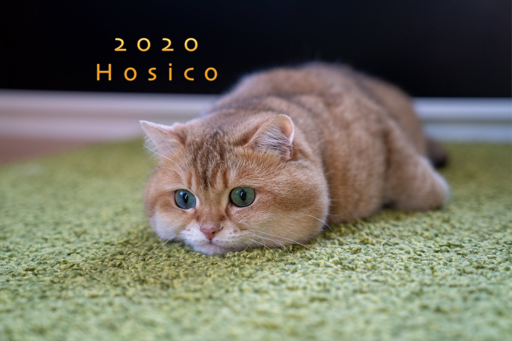 Hosico cat on Twitter "NOW AVAILABLE! Hosico Cat, Limited Edition 2020