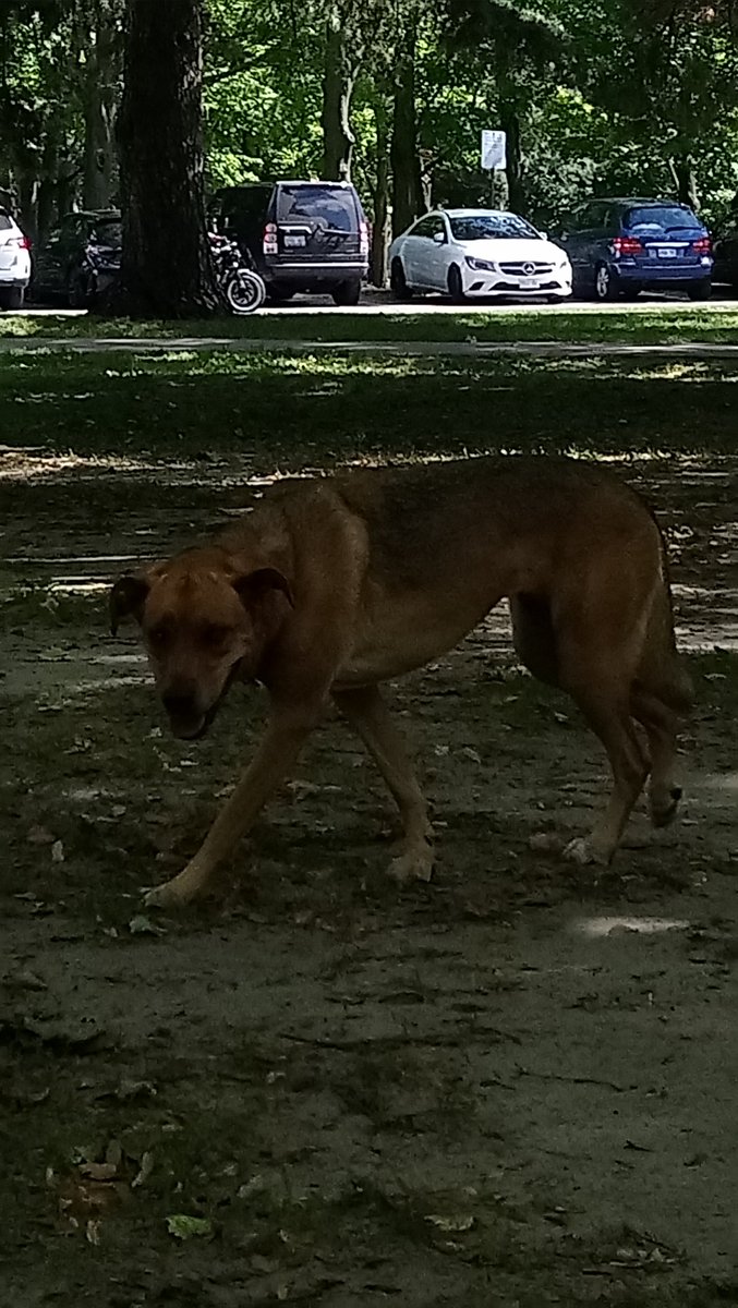 EmilyMyhr's tweet photo. @311Toronto Lost dog in High Park by Bloor and playground/splash pad/hotdog cafe. Has tag, but will not let us read it. Seems anxious, won't settle, likely lost for awhile. https://t.co/voxgKkXZF6