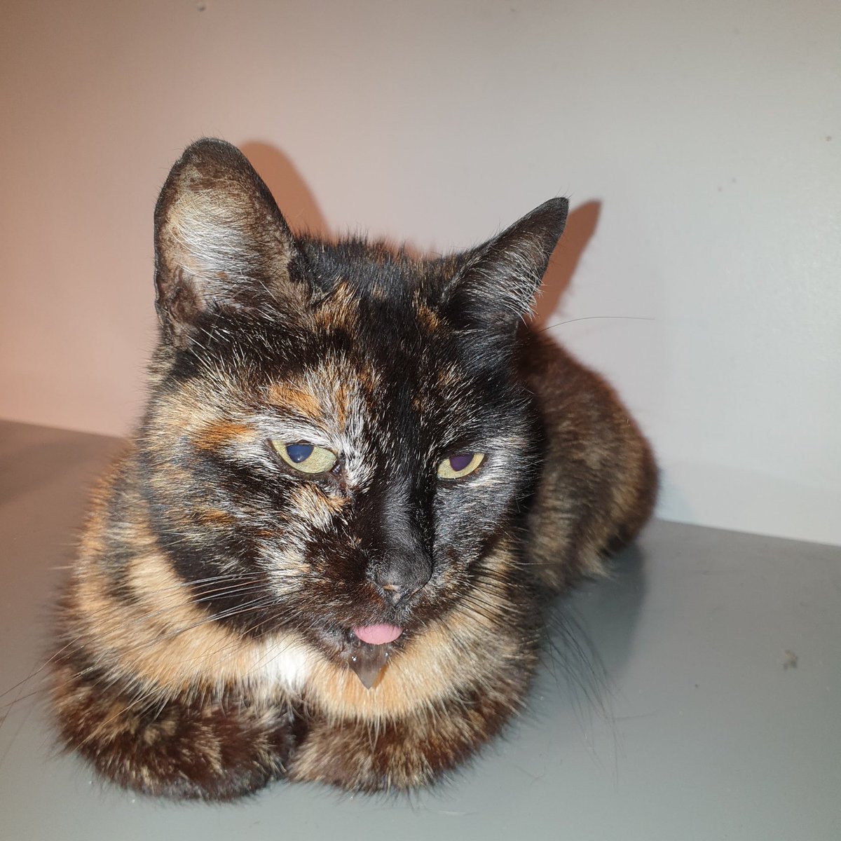 15Oldham's tweet photo. My cat. Drooling. tongue out 😾👅#catdrool https://t.co/pV3hq2VY17