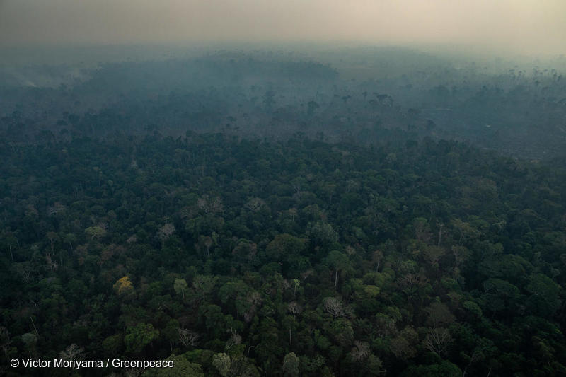 Greenpeace's tweet photo. Thursday, September 5th is Amazon Day, a day of actions to show that the forest is under threat and that #ItAffectsEverybody. Will you join? 

Learn more here: https://t.co/jKxHUip5K6 https://t.co/9IBYFWWJZt
