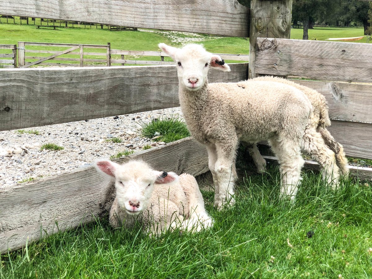 NBCTheVoyager's tweet photo. From world traveler to sheep herder, @mrjoshuagarcia is having an animal adventure in Auckland to learn why #NewZealand is famous for its sheep! Watch tomorrow on #TheVoyager. 🐑🐑 https://t.co/wk5Km2CvF6