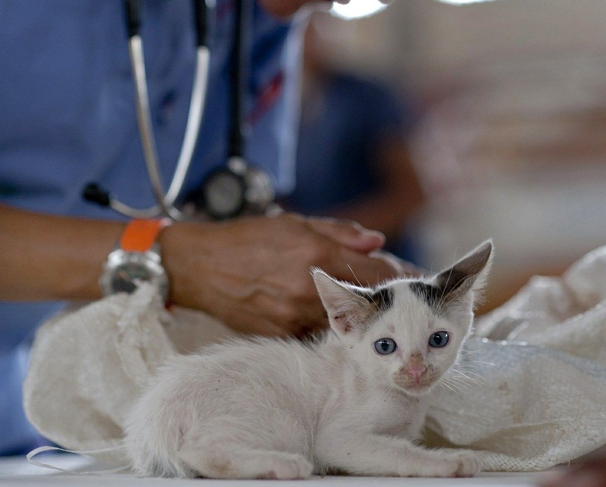 Wist je dat CarniVoer ontstaan is vanuit de recepten rauwe voeding speciaal gemaakt voor de patiënten uit de dierenartsenpraktijk? bit.ly/2JvzHzZ