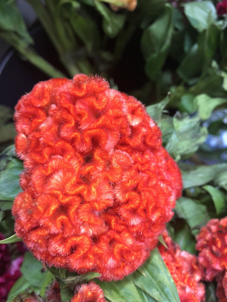 Mark Knox Flowers Markknoxflowers Twitter
