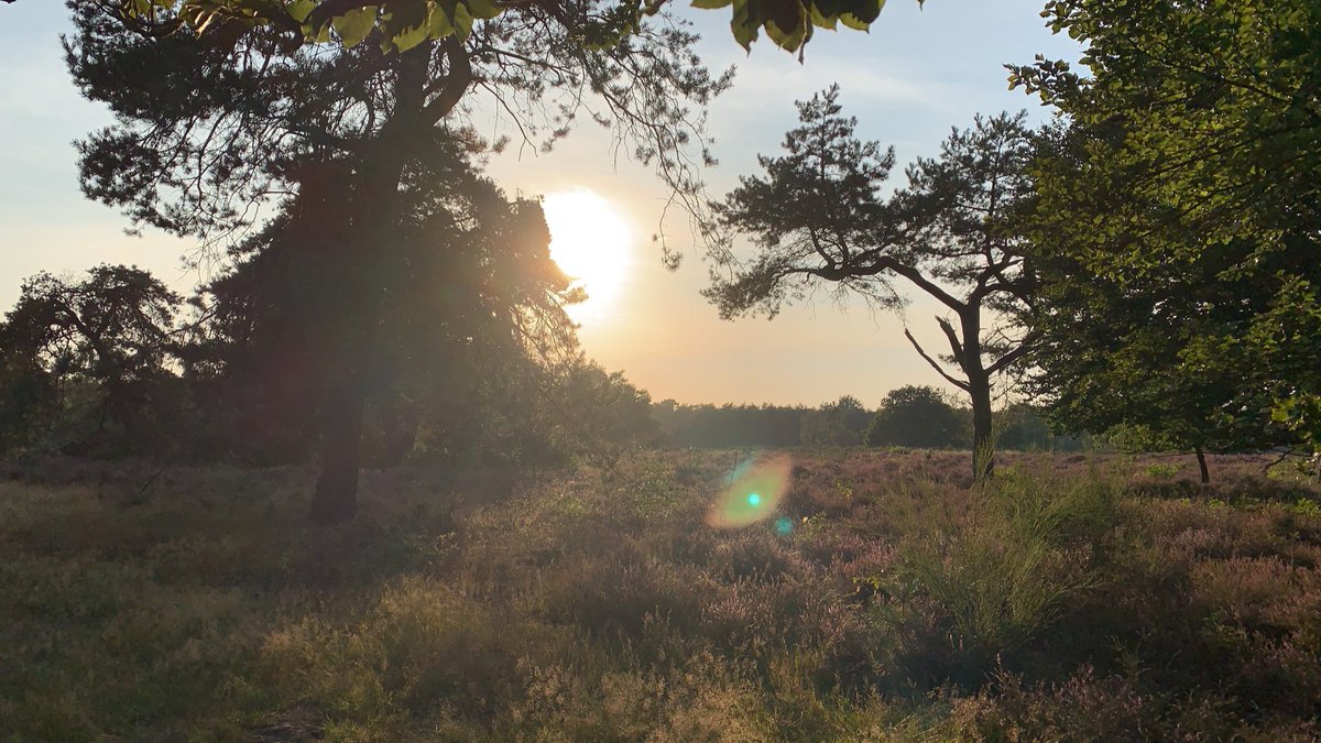 bernoureekers's tweet photo. Just had a 15km walk with @fabiangijze .... as we do. #Nature #Heide #Hilversum #loosdrecht #SunIsSetting https://t.co/8WoCBsKgJ0