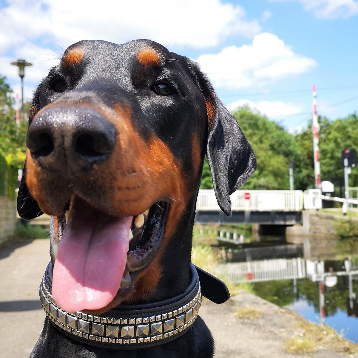 StampedeEq's tweet photo. Jazz collars are back in stock. Beautiful Darcy looking beautiful in his #GoodVetPetGuide #dobermann https://t.co/mPCeU2QoEb