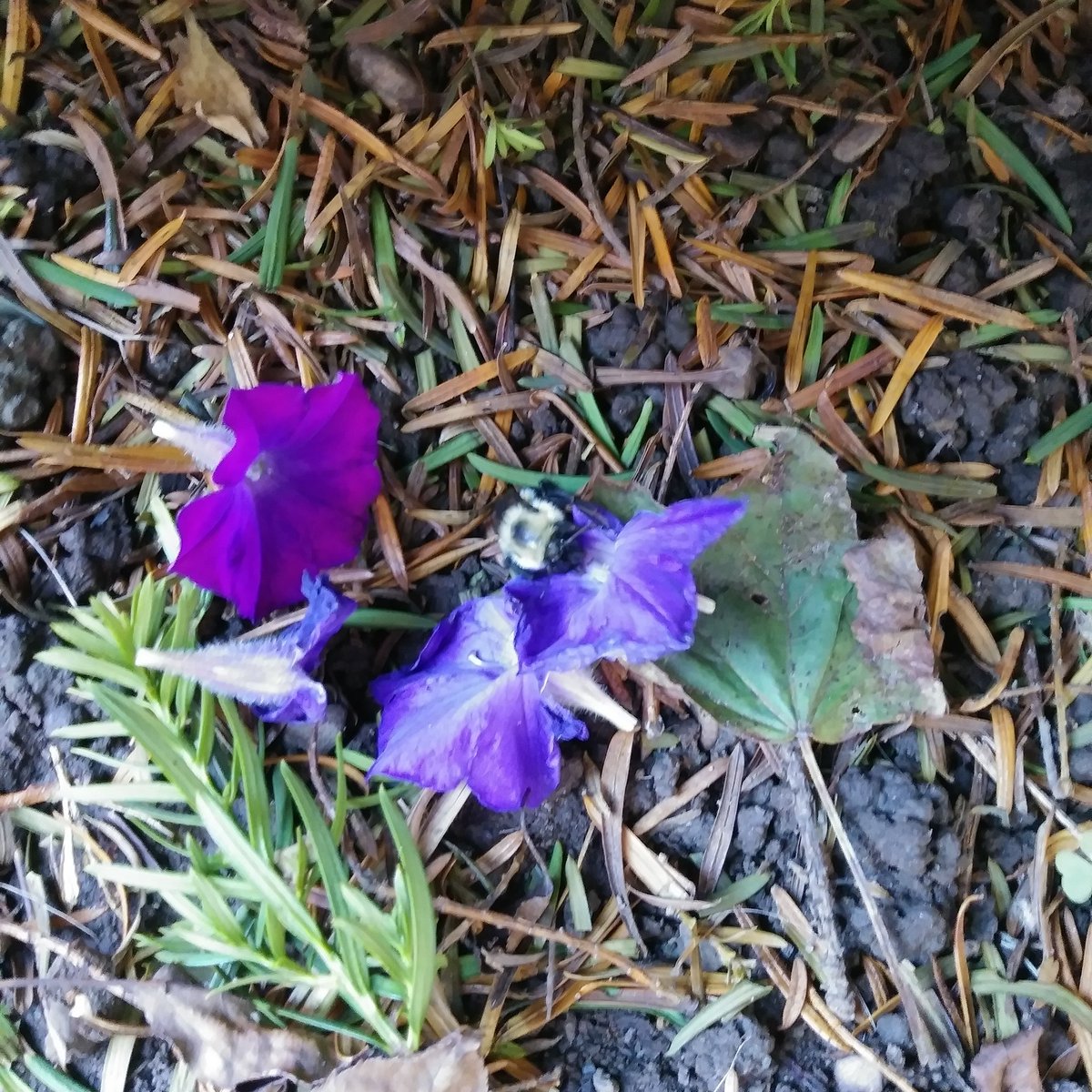 Kelliena's tweet photo. I have a lot of hope for this world. 

One of the neighborhood kids saved this bee. She gave the bee some flowers and is now letting him rest 🐝🌈🐞

She spoke to the bee to so he wouldn't be scared 💕💕💕

#achildswisdom https://t.co/XtKoTjdlty