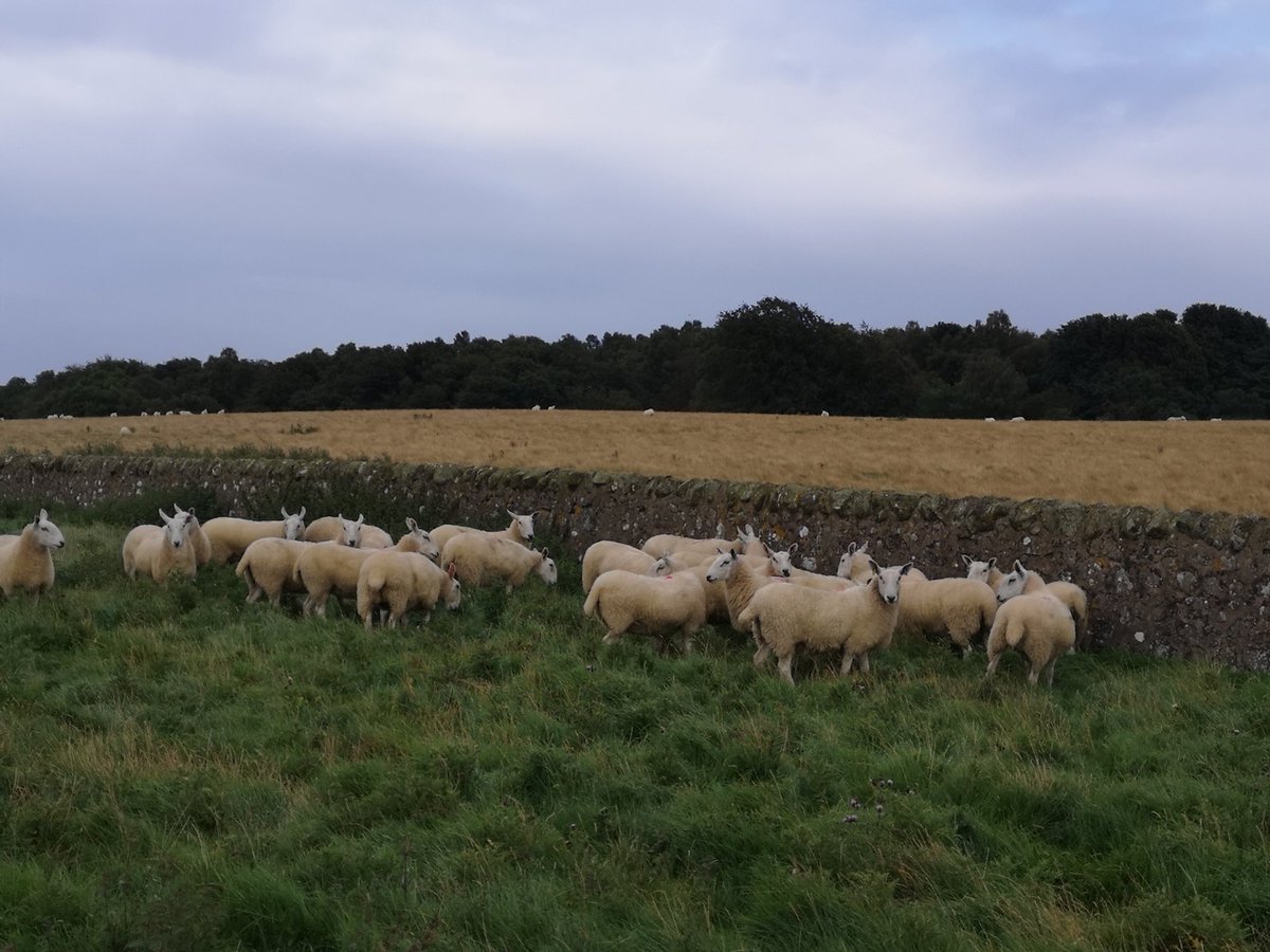 Cheviot mules all set for the sale <a href="/unitedauctions/">United Auctions</a> Stirling tomorrow. 103 in total. Fingers crossed for a good trade.