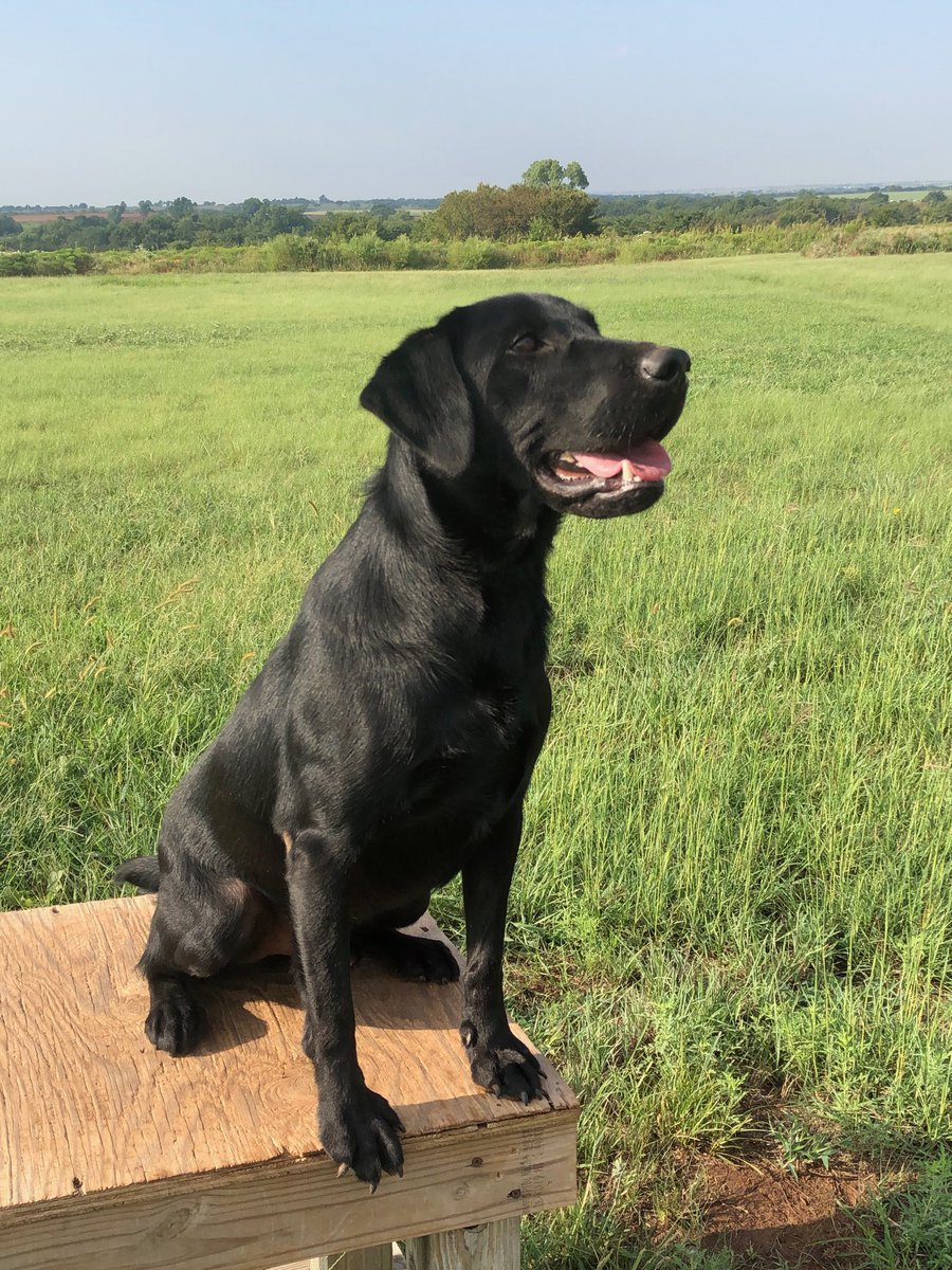 Our Superhero Spotlight this week is Sonic 🐶

He is a two year old black lab who is in training to be a live find K9. Sonic is constantly hunting and working whether it be on the rubble pile or out in the field. 

“Some people save dogs,
Some dogs save people.”