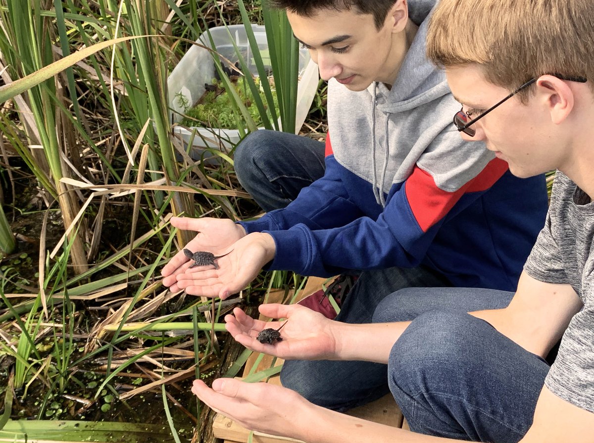 TINationalPark's tweet photo. Good-bye turtles!! 🐢 Our baby turtles were in good hands Thursday as we were joined by local children from the Frontenac Arch Biosphere nature camps and biology students from Ange Gabriel @ACAGBrockville to release the turtles back into the wild. https://t.co/m1DDck1i2i