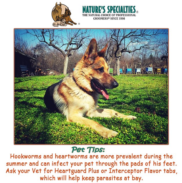 See our Products: naturesspecialtiesmfg.com 
#NaturesSpecialties #PetProducts #PetCare #Pets #PetSupplies #Groomers #PetFacts #FunFacts #PetTips