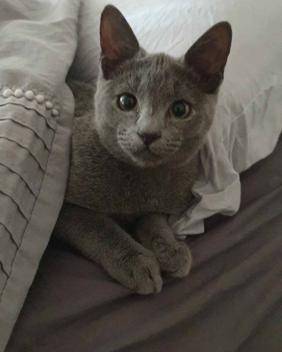 _gouveia14's tweet photo. Peek-a-boo mummy- I'm in your spot 😎
#vipjustforkittens https://t.co/0TMtyK2tv7