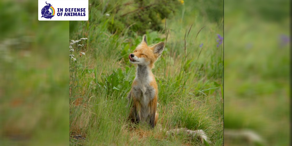 IDAUSA's tweet image. GREAT NEWS! California's fur ban bill has passed today’s Senate Appropriations Committee hearing! We need your continued support to make sure #AB44 becomes law to ban fur statewide! Please sign our alert: bit.ly/2MTVwNb #makefurhistory #banfur #fur #animals