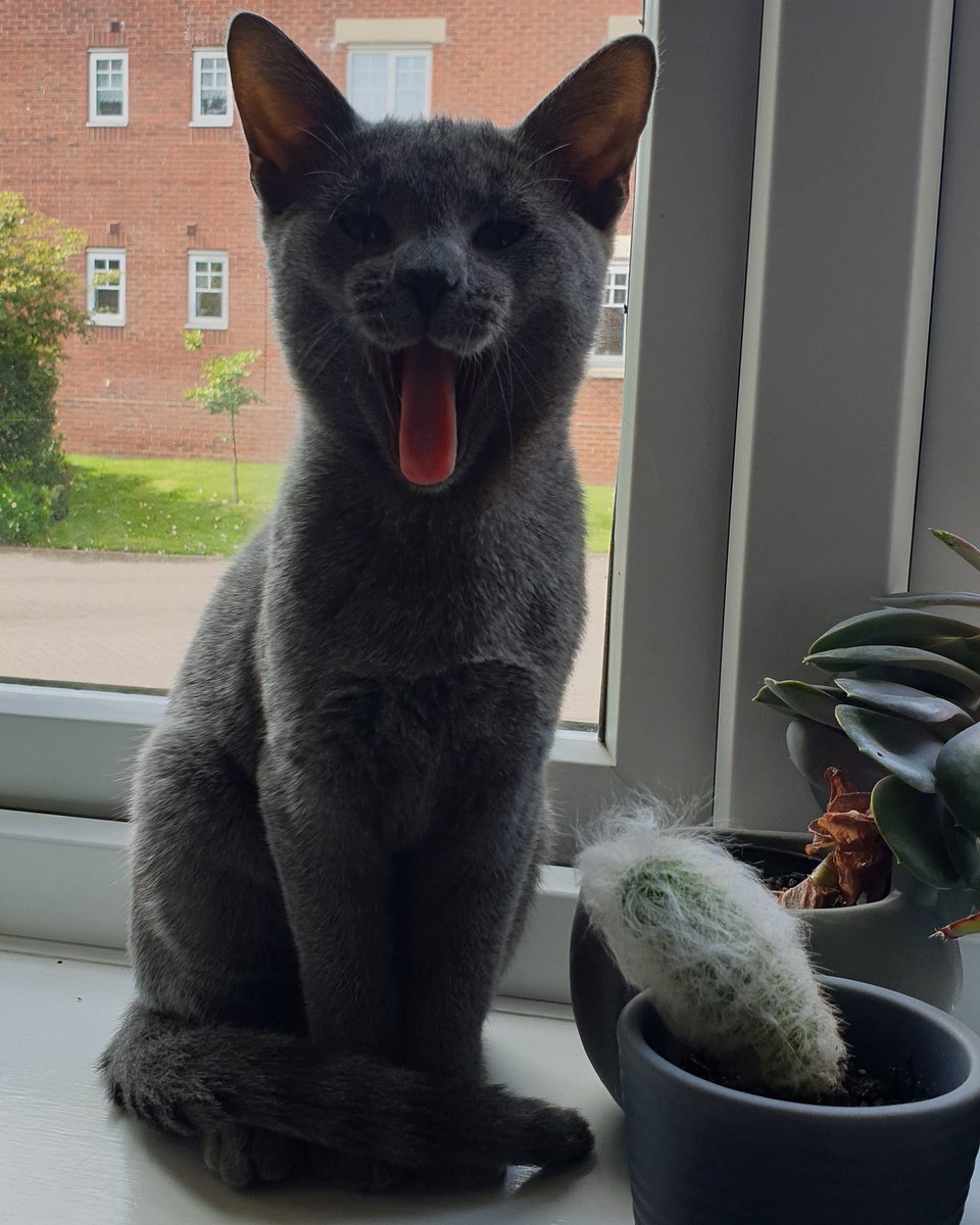 _gouveia14's tweet photo. My best pose for mummy 🐱 
#kittensworld #vipjustforkittens https://t.co/iXF1uxZvqA