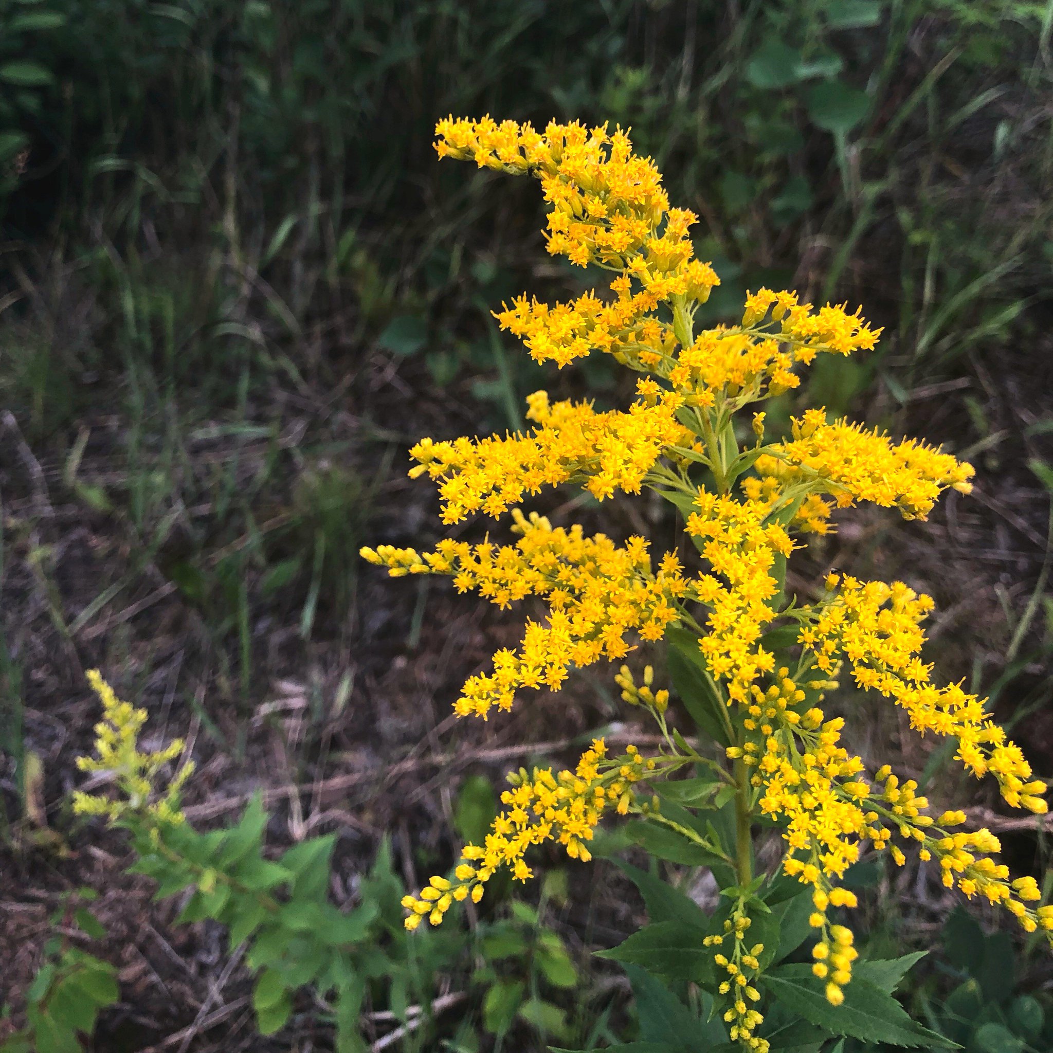 MeewasinValley on Twitter: "Happy #WildFlowerFriday! This Low