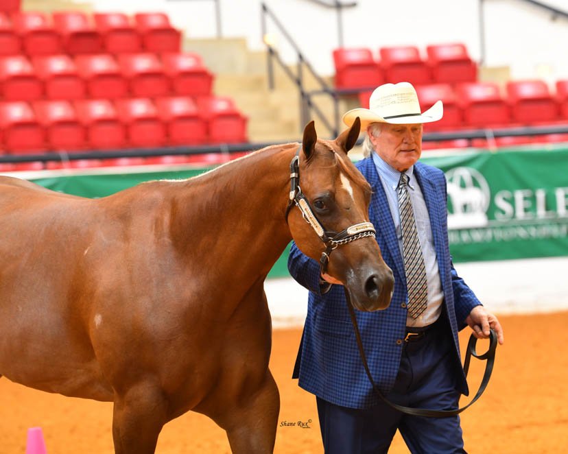 AQHAJournal's tweet photo. Congratulations to @Bradshaw12T on his win with Inexces in 3-year-old mares at the #Adequan #SelectWorld! #GetThatGlobe @AQHA https://t.co/rMU3dUIbvF
