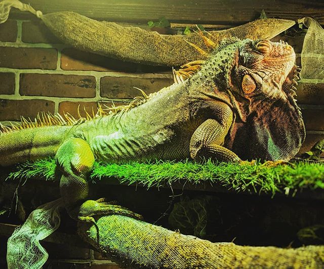 TYTMariguana's tweet photo. Thanks to the person who sent me MOSS from my Amazon wish list... Not only it keeps humidity up, but also serves a great leg rest! Thank you! #mariguana #iguana #iguanasofinstagram #tytlizard #feelthemist https://t.co/4LTDMPjNM7 https://t.co/kfs6fzDC11