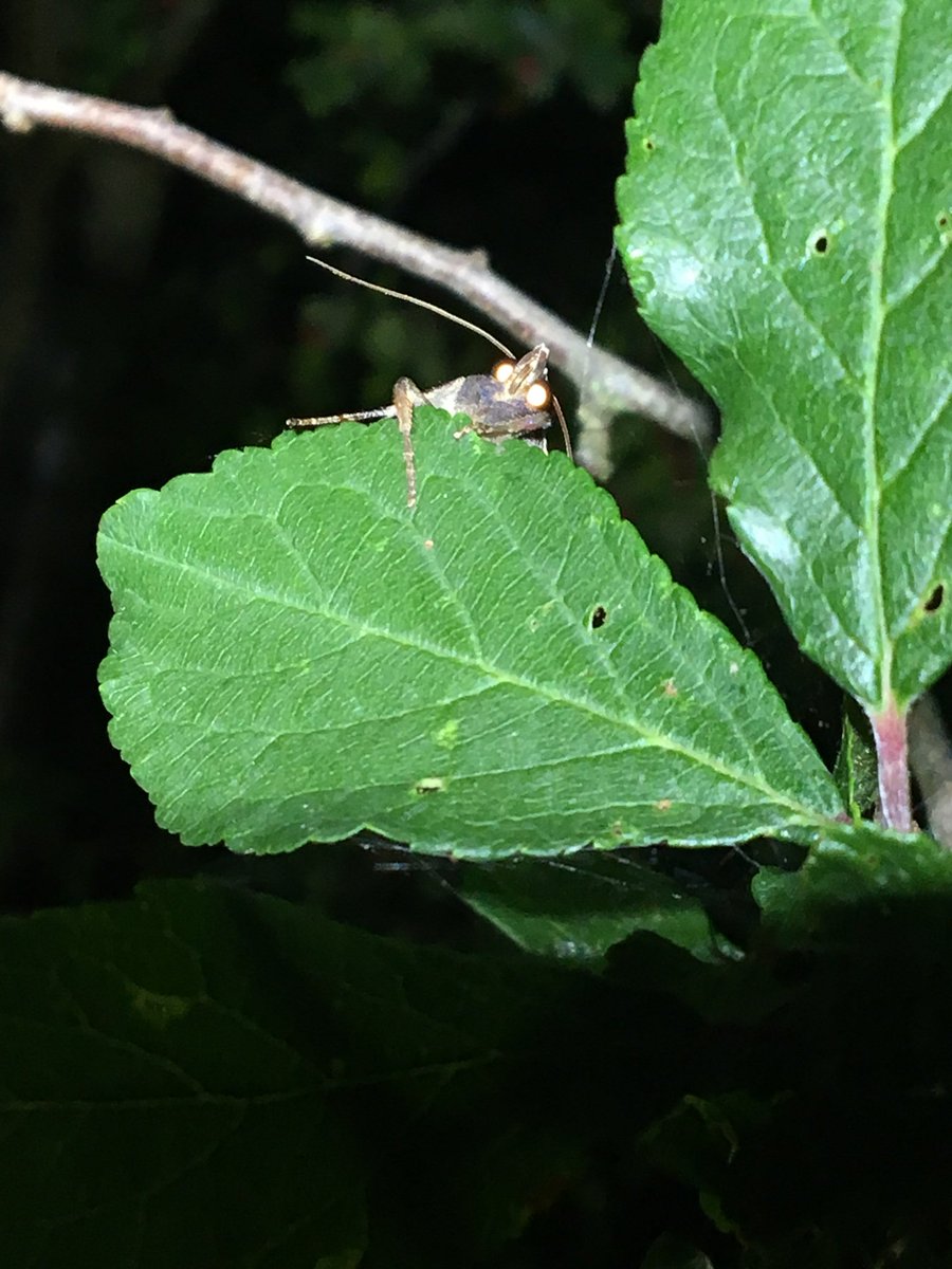 Baydons Meadow tweet media