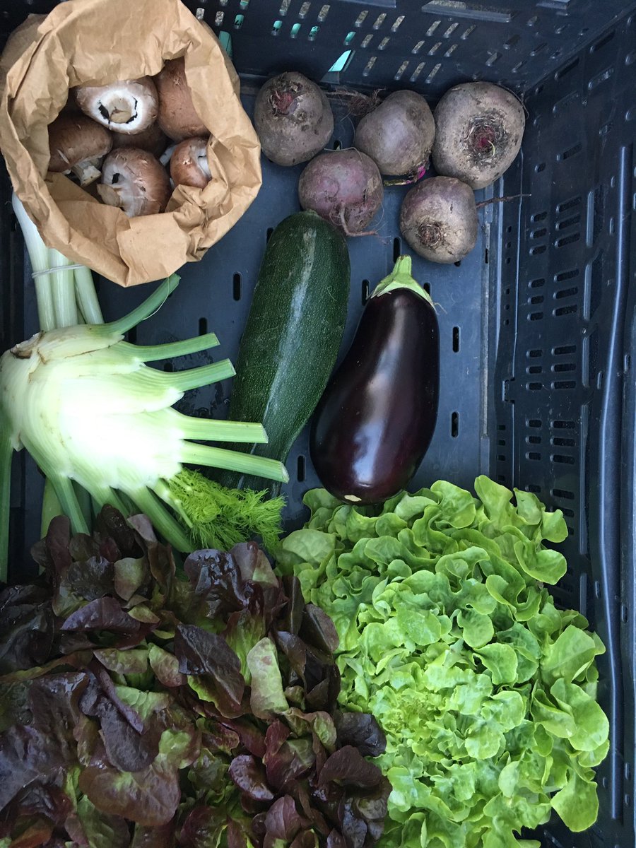 liekehuijbregts's tweet photo. Pracht van een courgette vandaag in de krat! Naast sla, venkel en een gekke courgette en de bietjes (met ritnaalden??) Alleen de champignons komen van elders; alles van Seterse grond #Sophiastuin #OpSeters #groente #pakket #biologisch https://t.co/1RE8JyaJkg