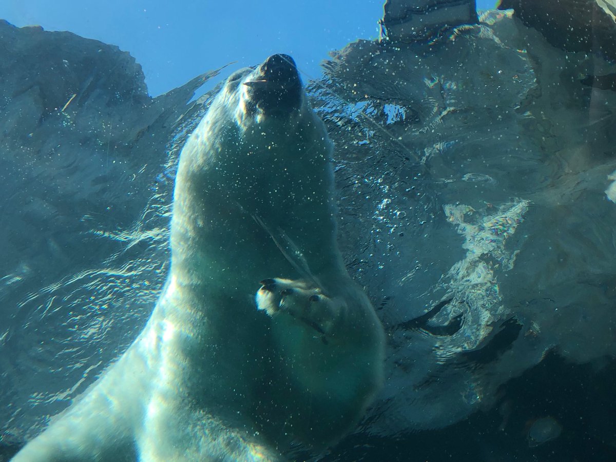bobbiteacher's tweet photo. Wishing everybody a chill and relaxing long weekend -like these polar bears at the zoo See you at the labour day parade!!! #thankyoulabour https://t.co/H7aqdKwy6o