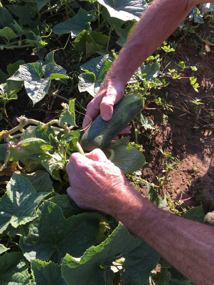 CMCMadison's tweet image. It's harvest time! So far volunteers have picked over 3,500 pounds of fresh vegetables at the food pantry garden. We are thankful for the abundance of fresh, local produce in our pantry!