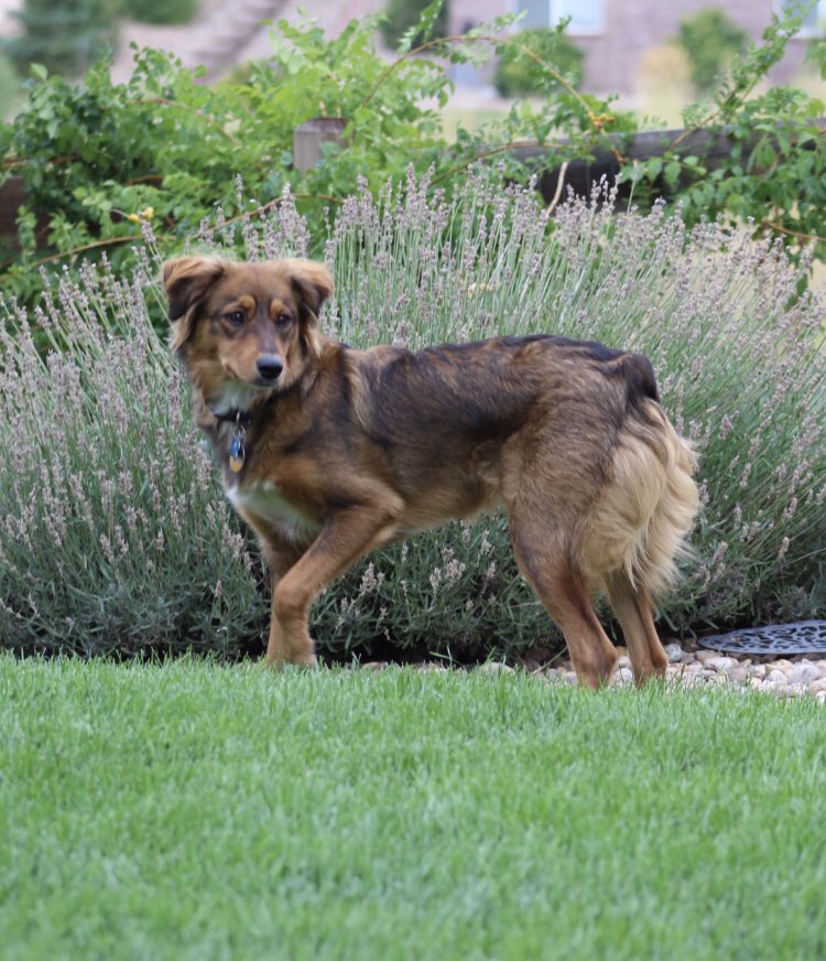 elleversed's tweet photo. @GoldretrieverUS Here is my super floof!! #FluffybuttFriday #aussiemix #wigglebottom https://t.co/anJcqBTVbM