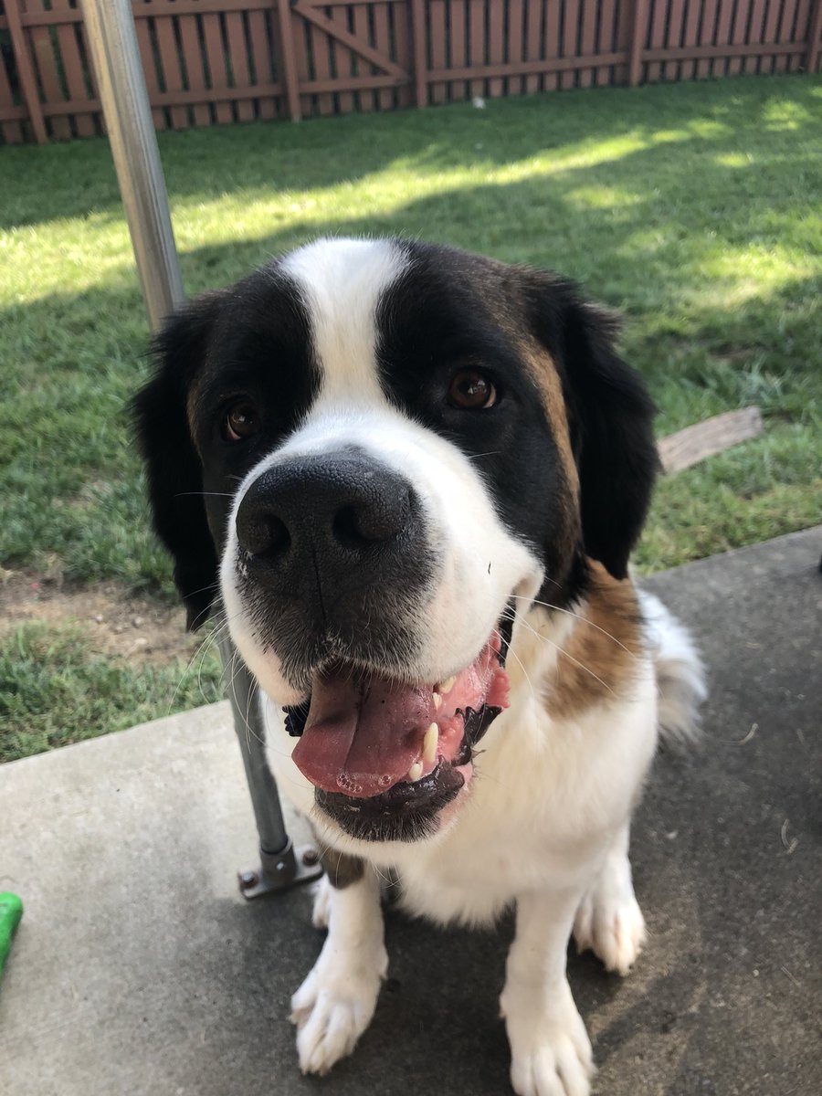 h_carb's tweet photo. I’m obsessed with them🐶❤️ https://t.co/s57VuH9b03