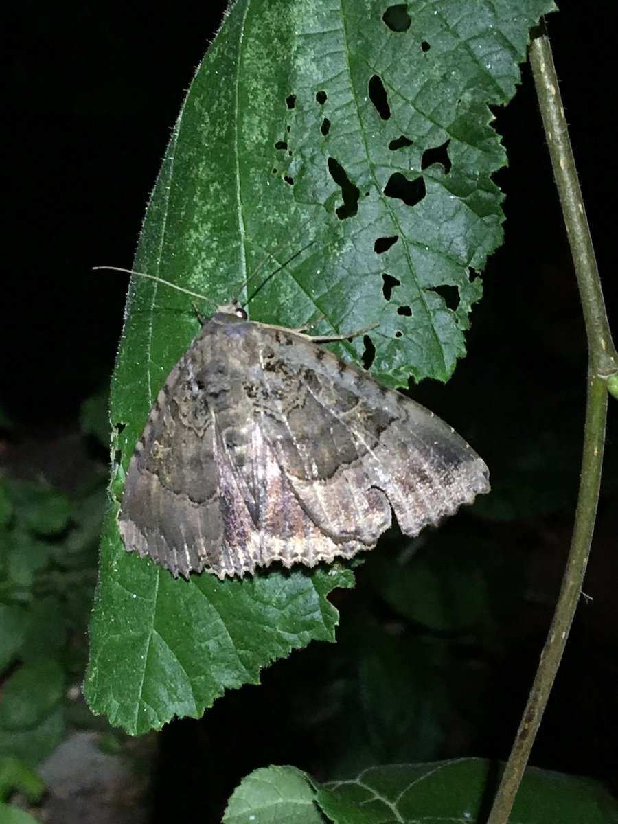 Baydons Meadow tweet media