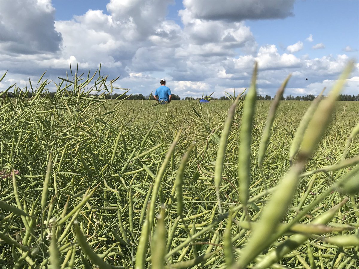 KarlOesch's tweet photo. Out checking some #sclerotinia #fungicide #demos today with @LeightonBlashko ! #Cotegra is really shining in the challenging conditions and so is this #InVigor canola! #WhereIsLeighton @BASFAgro #BASFinYourField #OnFarmAdvice https://t.co/sB6m9zFo7T