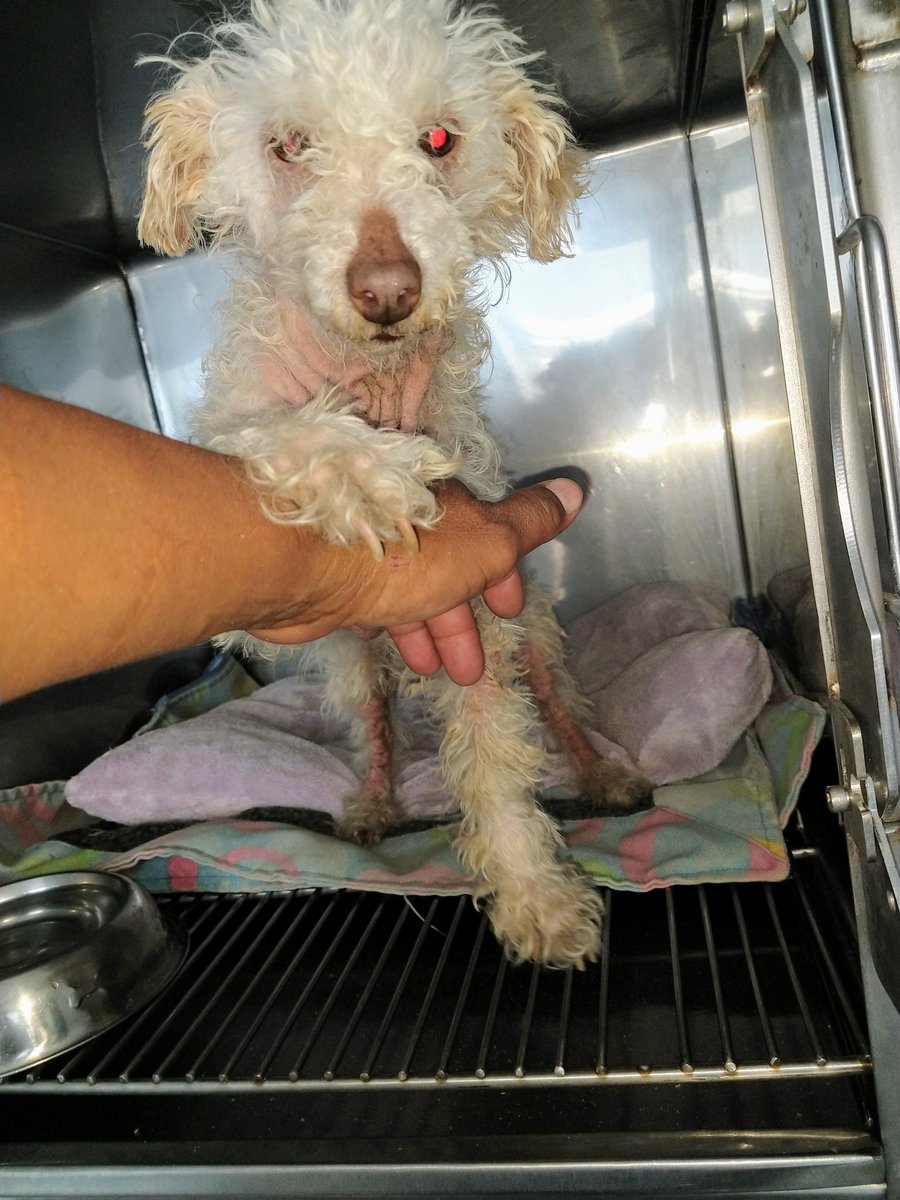 Hoy visite a mi "Brigitte"  Tiene 3 semanas internada en la clínica veterinaria, va evolucionando bien aunque aún le falta mucho para que se recupere al 100 de su problema de piel pero con constancia saldremos.Gracias a los angeles que se están encargando de su rehabilitación
