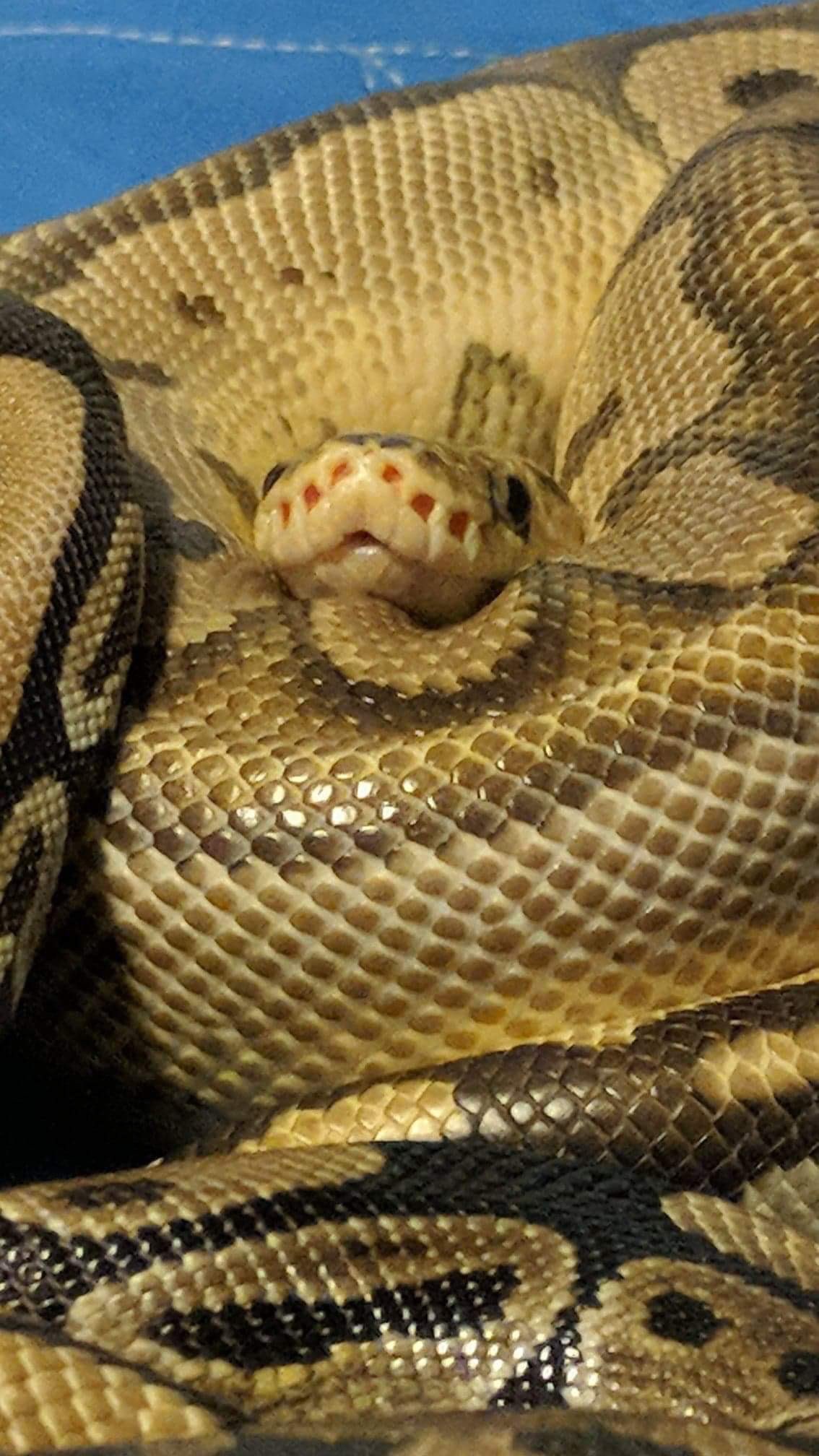 My boi https://t.co/se7avagA3h