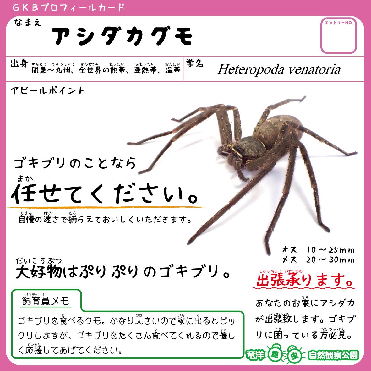 ゴキブリ を 食べる クモ