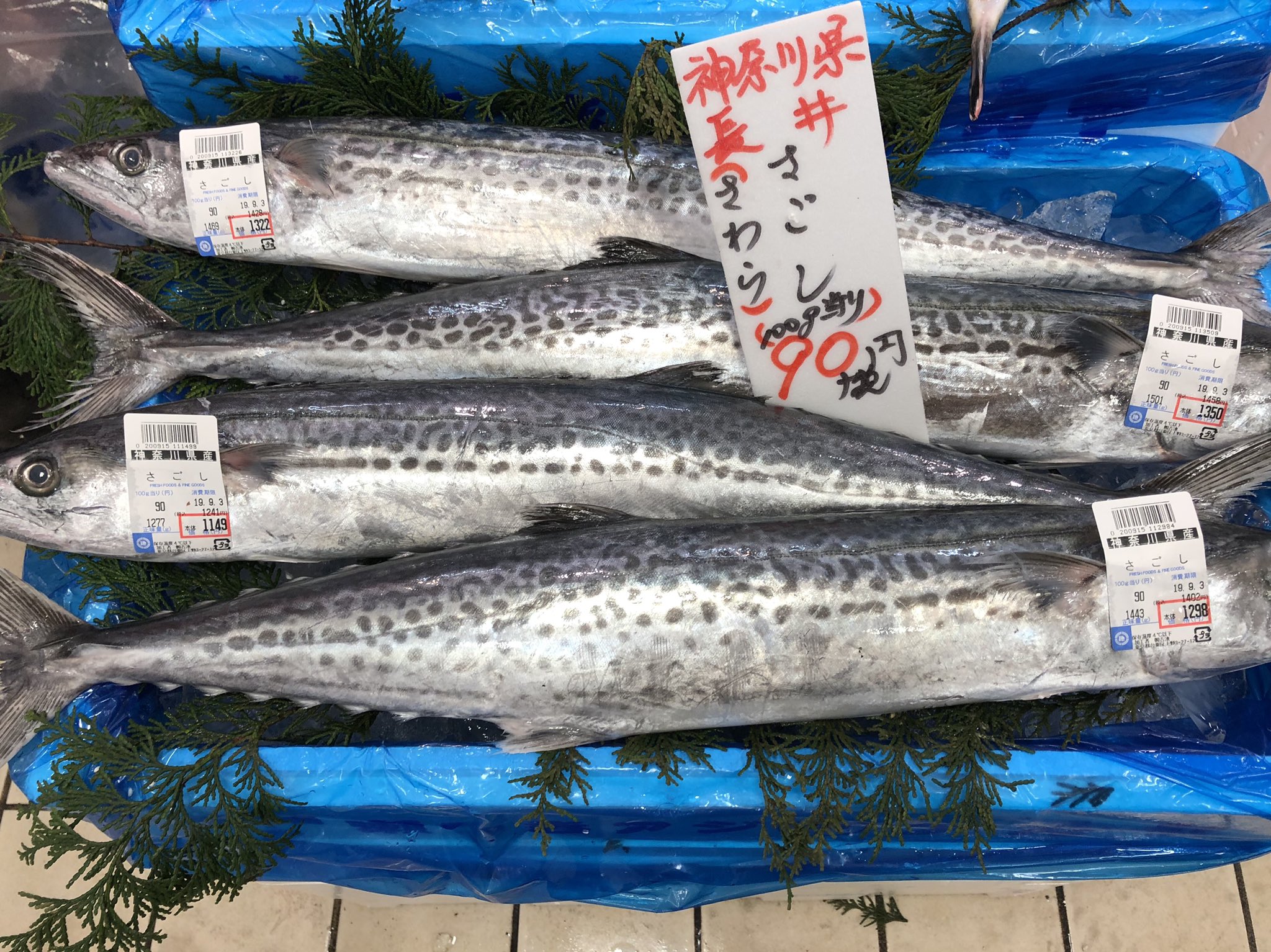 吉池 神奈川県産 サゴシ サワラ です 刺身 塩焼 ポワレ 唐揚げ なんでも おいしくお召し上がりいただけます T Co Waxun0y0pk Twitter