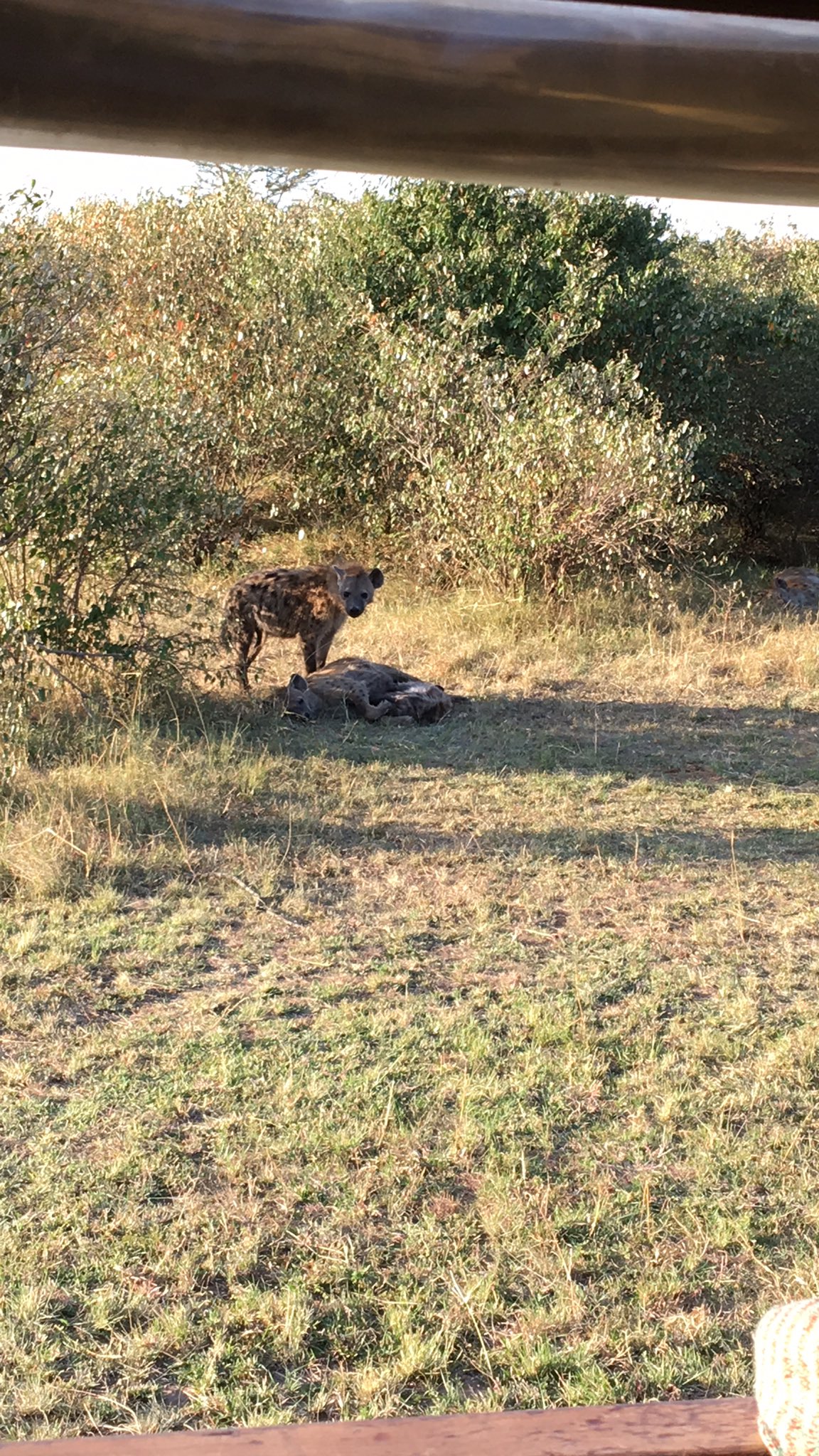 Atsumi ライオンキング見てて サファリで見た動物たちが出てくるのが楽しかった あ インパラちゃん みたいな笑 シンバとナラとヌーの大群とハイエナ ケニア ライオンキング