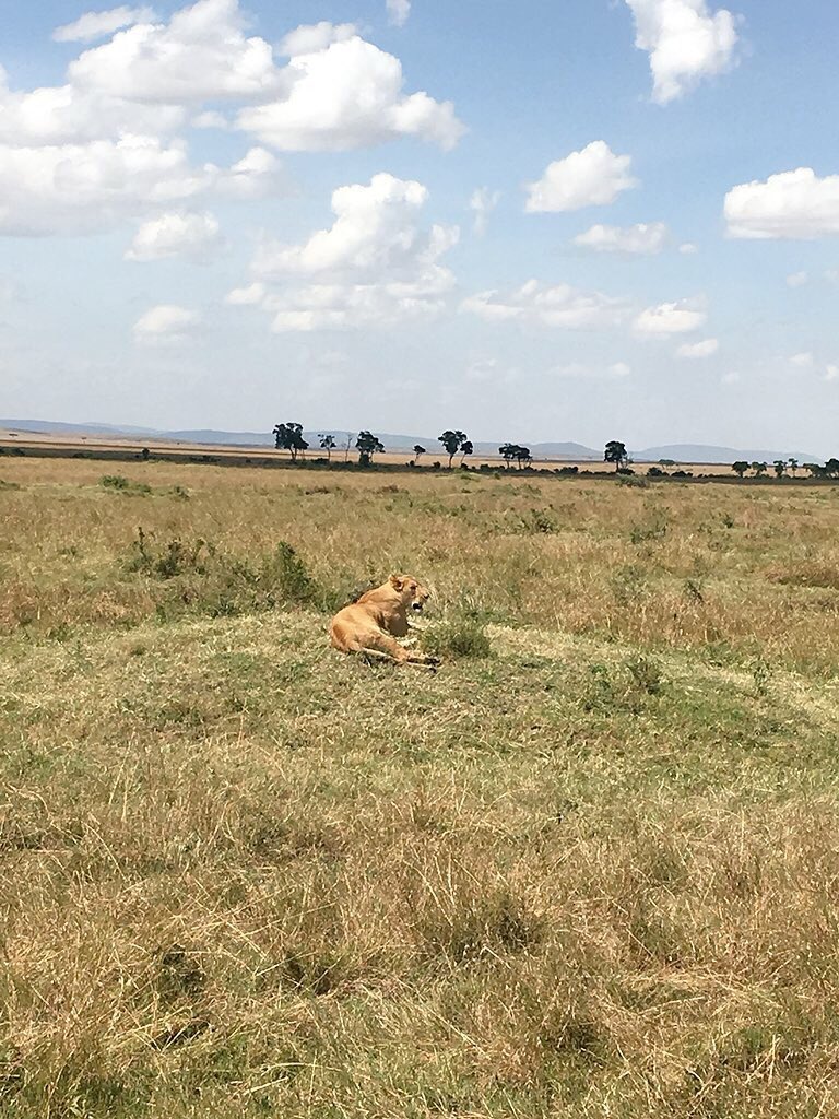Atsumi ライオンキング見てて サファリで見た動物たちが出てくるのが楽しかった あ インパラちゃん みたいな笑 シンバとナラとヌーの大群とハイエナ ケニア ライオンキング
