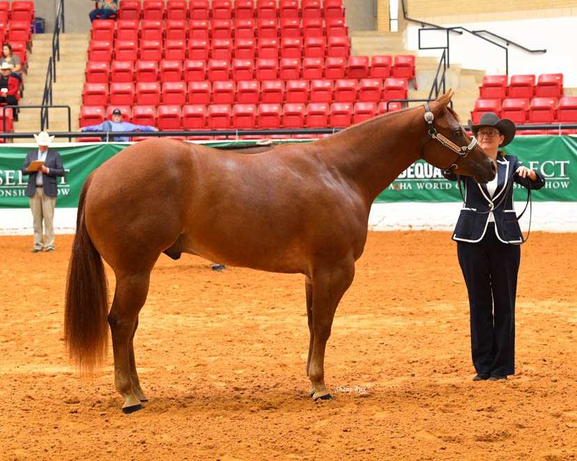AQHA's tweet photo. 2-year-old geldings world champion! Illicit Intention and Amy Jo Erhardt #GetThatGlobe at the Adequan #SelectWorld. https://t.co/6ezVlR3r3E