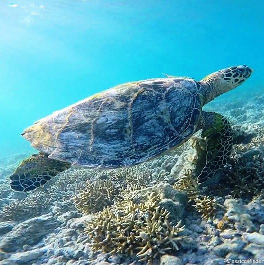 Roots_Shoots's tweet photo. Check out our events page!
This Sept we’ve got #PeaceDay activities happening in QLD, SA & VIC.
The #ClimateStrike Sept 20!
We are celebrating #ThreatenedSpeciesDay & #OceanCareDay.
Stalls at SA Uraidla #Sustainability Fair & NSW Boral #Eco Fair.
https://t.co/dGfMNrISDc https://t.co/EEu8XvCp8y