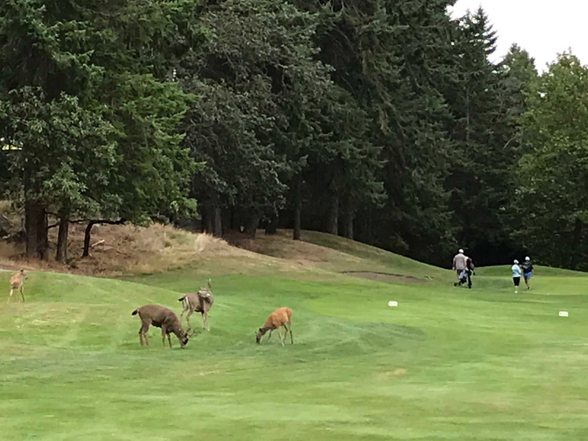 The foursome in front is a little slow. ⁦<a href="/fairwindsgolf/">Fairwinds Golf Club</a>⁩
