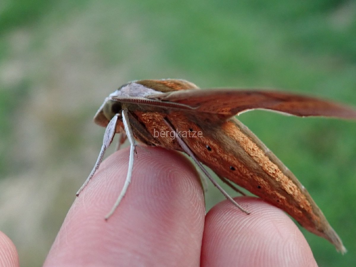 Bergkatze べるくかっつぇ コスズメ Theretra Japonica Boisduval 1869 隙間に入り込んでしまったコスズメを救出 鱗翅 スズメガ科 コスズメ Bergkatze べるくかっつぇ コスズメ Theretra Japonica Boisduval 1869 隙間に入り込んでしまったコスズメを救出 鱗翅 スズメガ科 コスズメ