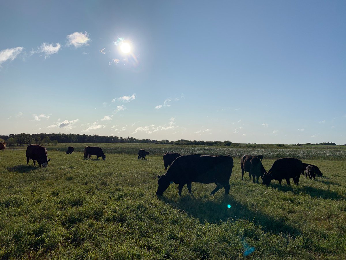 MBBeefandForage's tweet photo. We want to wish you a happy and safe Labour Day long weekend!
#keepgrazing #MBFI https://t.co/pEV7tgVzAJ