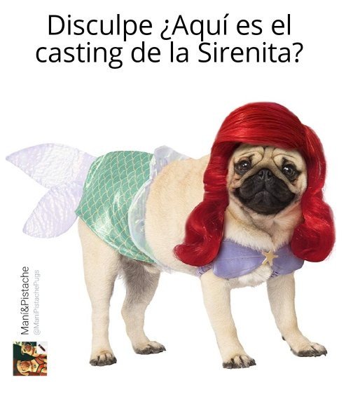 ManiPistachePug's tweet photo. Nadie lo hará mejor que la origi... 😱😱😱
#Puglove #Puglife #Pugs #Pug #PugsFan #pugsoftwitter #pugsofinstagram #pugsnotdrugs #MEMES #lomitos #momazos #PERROS #Sirenita https://t.co/PVrc3IAPMr