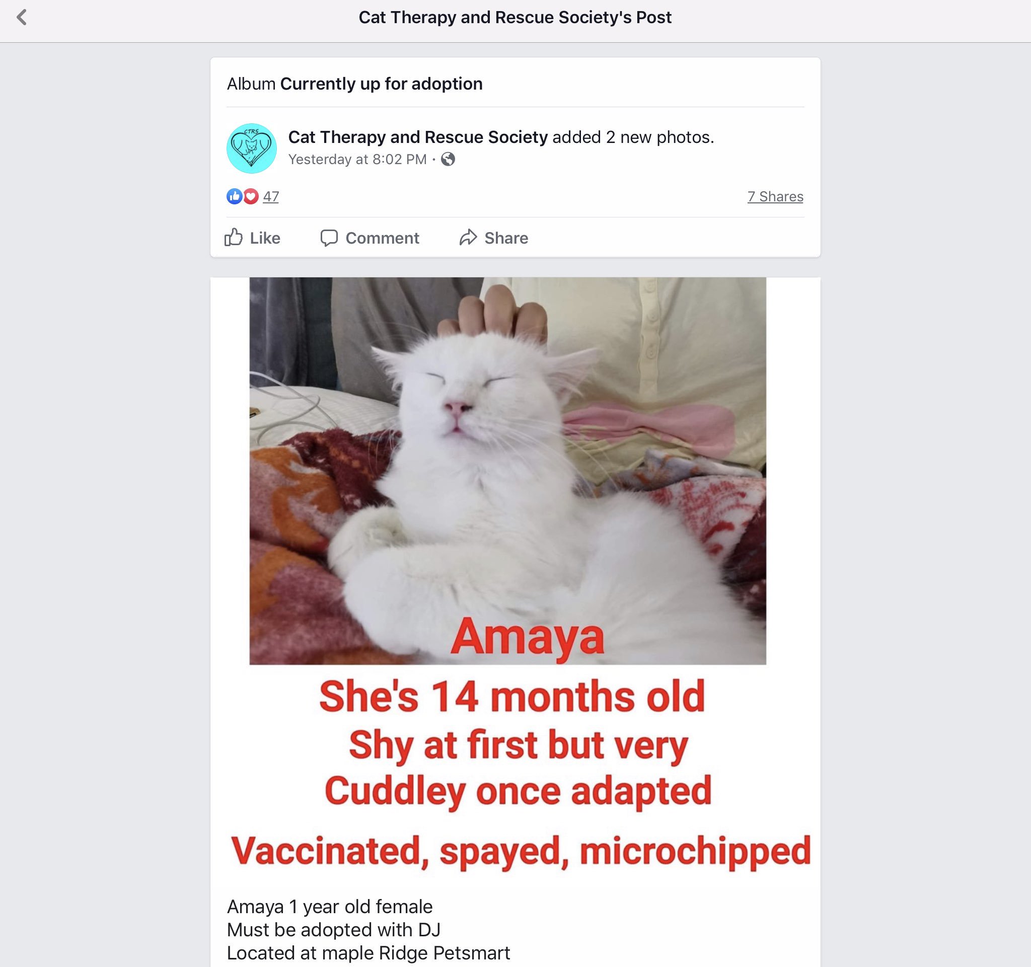 cat therapy and rescue