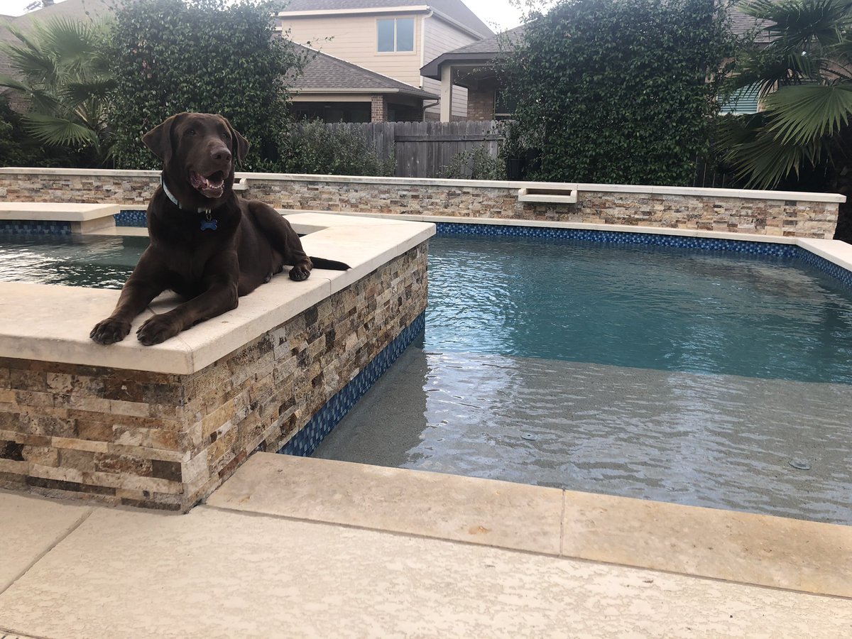 Frank heard <a href="/AnthonySylvan/">Anthony Sylvan Pools</a> needed a model so he stepped up to the challenge. Taking all modeling jobs now #labsoftwitter #anthonysylvanswims <a href="/Bouquetsofatx/">Bouquets of Austin</a>