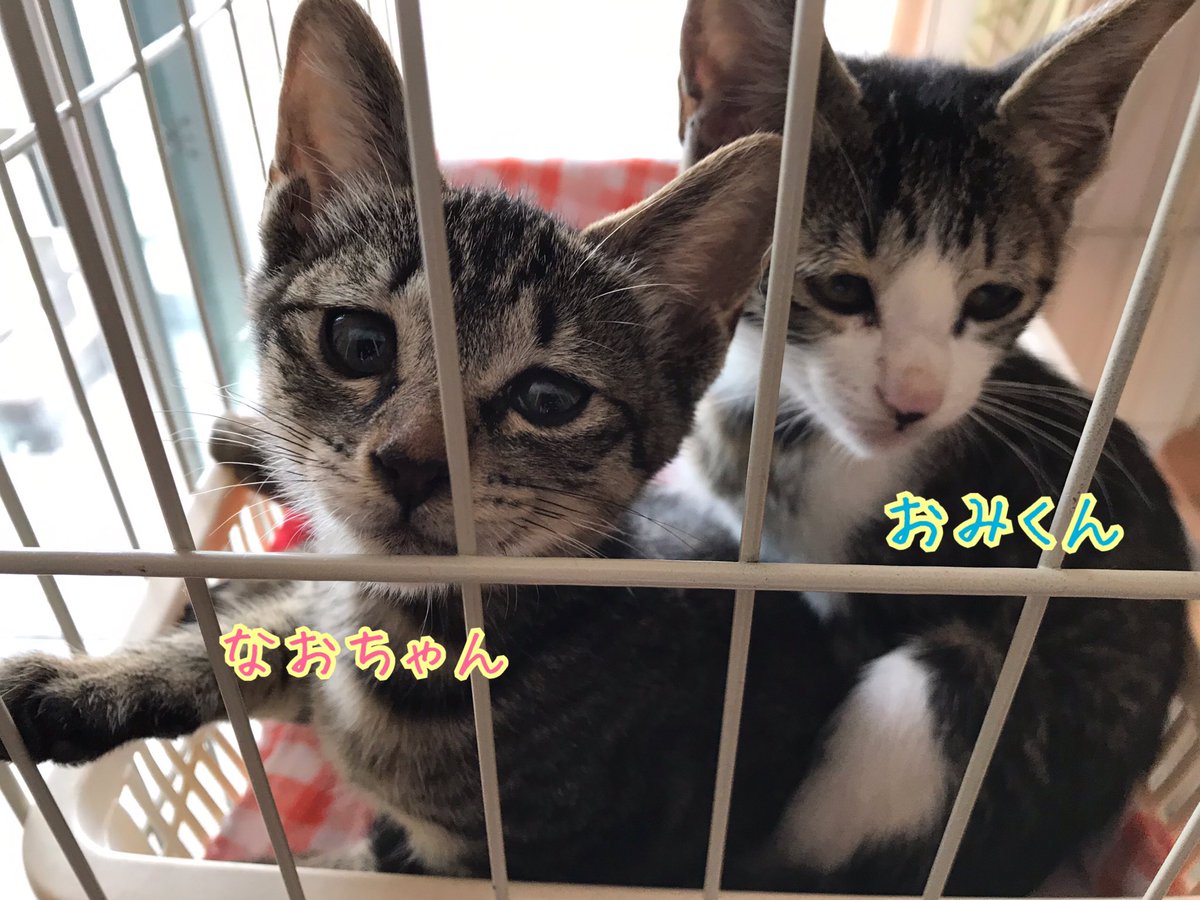Happy9taro's tweet photo. トライアル中の、ぼんちゃんの里親さんと譲渡誓約書の日程調整を終えた直後、見捨てられない案件が迷い込んで、我が家に子猫が2匹チェックイン。
いつもいつもタイミングを見計らったように次が来るのは…😅？？？
メディカルチェックしてから里親さん募集します。 #石川県 #金沢市 https://t.co/GQEvctcBjR