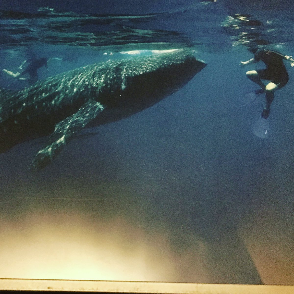 I will always treasure the moment I came face to face with this whale shark. These beautiful giants need to be celebrated and never hunted. #whalesharkday #nosharkfinsoup #islamujeras #gentlegiants