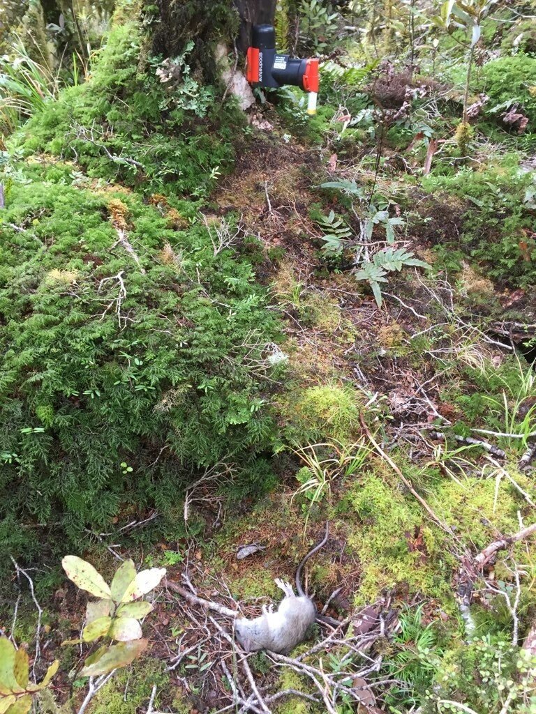 RemutakaC's tweet photo. A GoodNature A24 self-setting trap working quietly away dispatching invasive pests in the #RemutakaForestPark. #RFPT. We have more than a thousand of these now supplementing our extensive DOC 200 and DOC 250 trap network - working overtime in a mega-mast year. https://t.co/2k8mfOX5yK