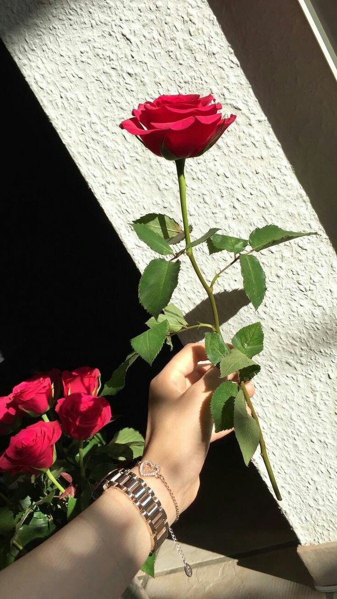 🌹 tweet media