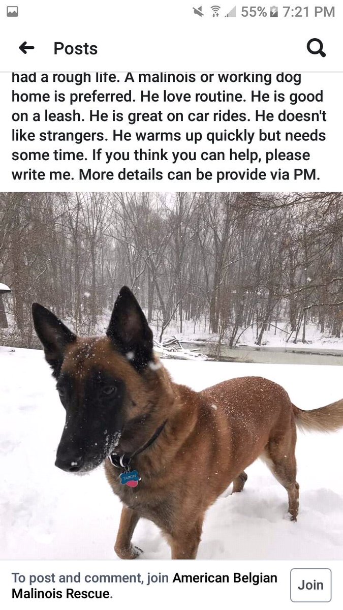 I'm asking for help for a dog that needs transport or fostering. 
#FosterFirst #malinois #dogfoster #dogtransport #dogs #puppiesofinstagram #DogsofTwittter